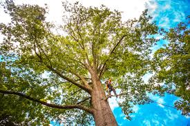 Best Tree Preservation Services  in Audubon, IA